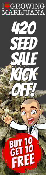 best cannabis seed banks