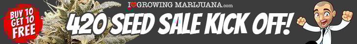 ilgm seeds autoflower