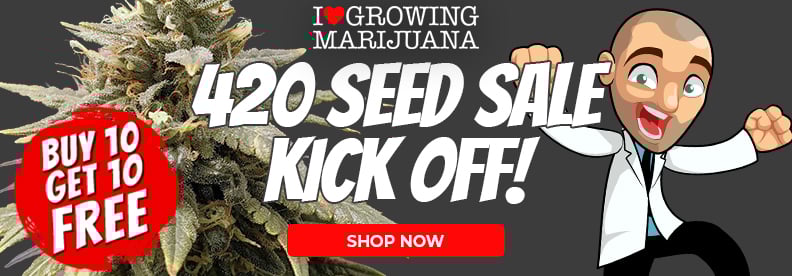 cannabis seed banks